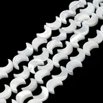 Natural Trochus Shell Beads Strands