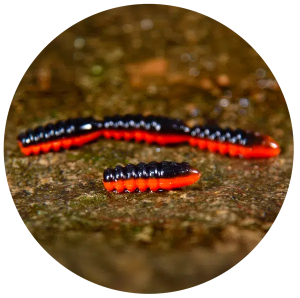 Redbass gumová nástraha trout grub black/signal orange uv color - 3x25 mm