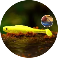 Redbass gumová nástraha ripper kicker signal yellow g uv - xs 42 mm