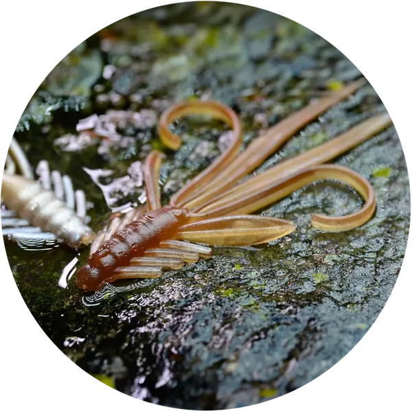 Redbass gumová nástraha nymfa brown/silver - x 100 mm