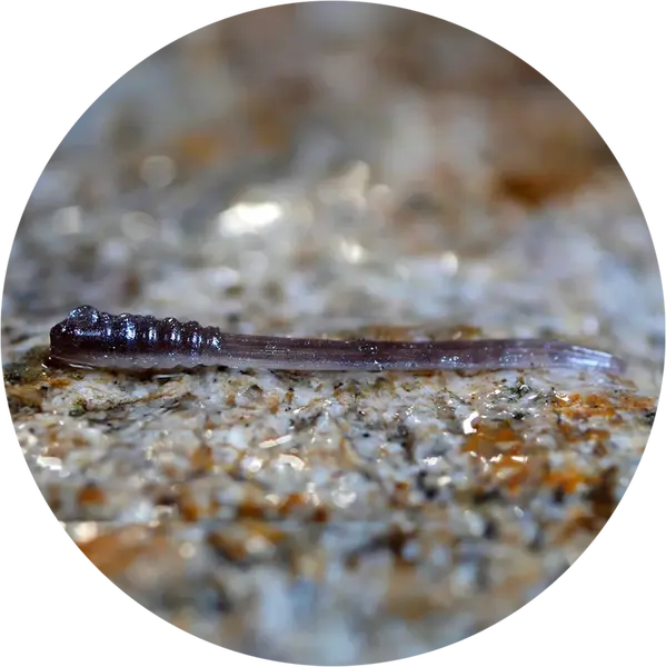 Redbass gumová nástraha micro tail brown/silver - xs 35 mm