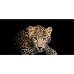 OBRAZ NA PLÁTNĚ, zvířata, 115/55/3 cm