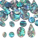 18Pcs 4 Styles Natural Paua Shell Cabochons