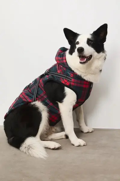 Bunda pro mazlíčka Medicine