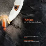 Puffins - Kevin Morgans