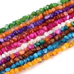 Natural Freshwater Shell Beads Strands