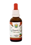 SALVIA PARADISE Ašvaganda - vitánie AF tinktura BIO 50 ml