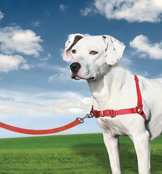 Easy Walk™ Harness | Postroj pre psa proti ťahaniu - čierna - L