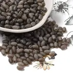 Transparent Colours Glass Seed Beads