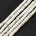Natural Freshwater Shell Beads Strands