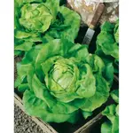 GardenSeed Premium Výsevný pásik Šalát hlávkový Kráľ mája I.