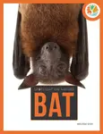 Bat-Spotlight - PB (UK) - Melissa Gah