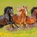 Plakát Horses - Run