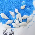 Natural Conch Shell Decorations