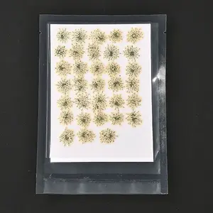 Pressed Dried Flowers