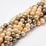 Shell Pearl Bead Strands