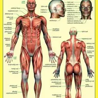 Lidské tělo - Přehled orgánových soustav - Svalová soustava - Petr Kupka