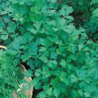 Petržlen Festival 68