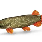 Delphin plyšová štika piky 60 cm