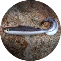 Redbass gumová nástraha twister kixter brown/silver - 12,5 cm 14 g