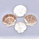 Natural Scallop Shell Beads