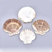 Natural Scallop Shell Beads