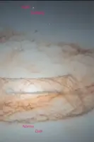 Alibi Lullaby - Norma Cole