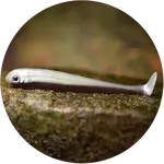 Redbass gumová nástraha ripper swimmer slim brown silver - xl 125 mm