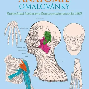 Anatomie omalovánky