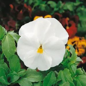 Fialka sirôtka biela semínko