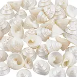 100G Natural Shell Display Decorations