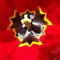 Petr Fojt – Music Only