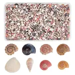 Spiral Shell Beads