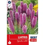 Liatris spicata Violet