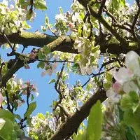 Sophianissimo – Faun a Athéné v dešti života aneb Píseň Lesa Krajině a ozvěna Krajiny Lesu