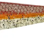 Illex gumová nástraha magic slim shad magic orange - 6,5 cm 2,1 g