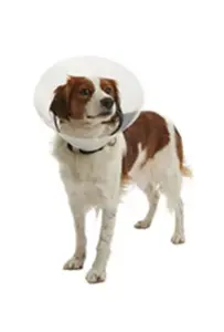 Límec ochranný Buster plastový Clic Collar 30cm