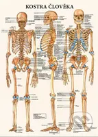 Mapa - Kostra člověka - kolektív autorov