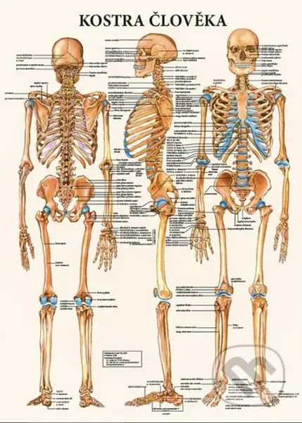 Mapa - Kostra člověka - kolektív autorov
