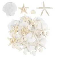 30Pcs 4 Styles Natural Shell Home Decoration