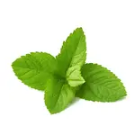 Vůně do svíček 10ml – 09 Máta