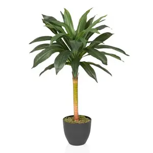 MID.YOU UMĚLÁ ROSTLINA dračinec