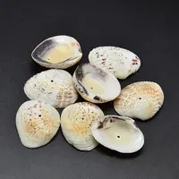 Dyed Natural Shell Beads