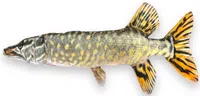 Becare polštář štika - xl 80 cm