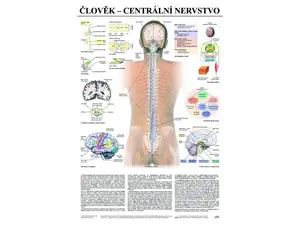 Centrální nervstvo - anatomický plakát