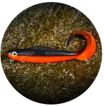 Redbass gumová nástraha twister kixter black/signal orange uv color - l 100 mm