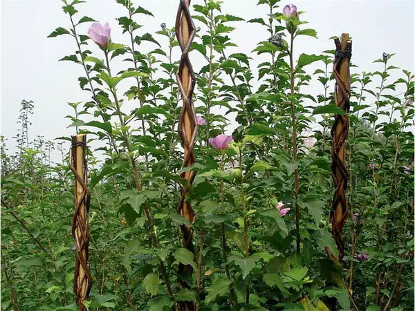 Tyč 190cm STREND PRO Garden Willow proutěná