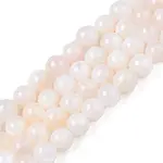 Natural Freshwater Shell Beads Strands