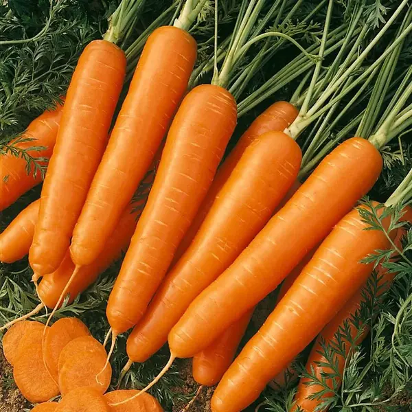 Mrkva poloskorá Korina