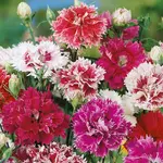 Klinček plnokvetý zmes